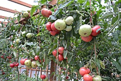 Siberian Rose Tomatoes.JPG